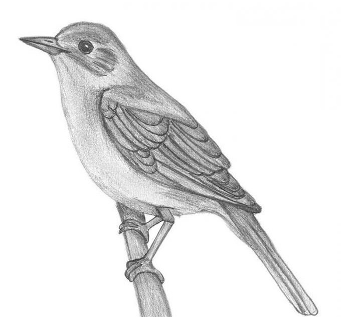 Птицы карандашом
