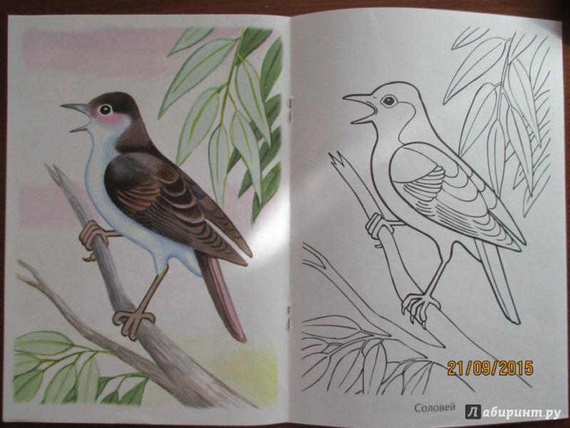 Книжка раскраска перелетные птицы