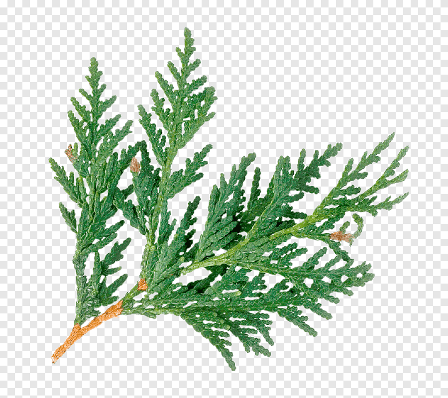 Можжевельник клипарт (67 фото) скачать бесплатно