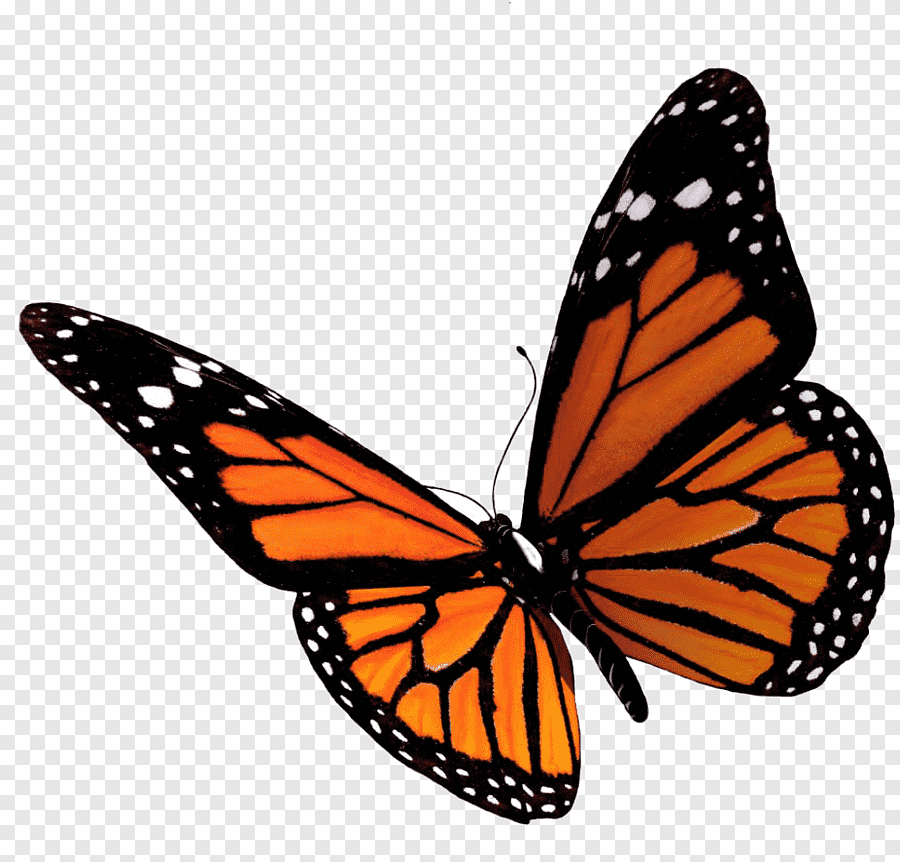 Оранжевая бабочка на прозрачном фоне