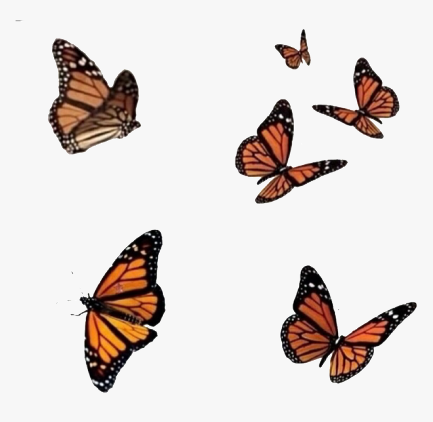 Бабочки летают