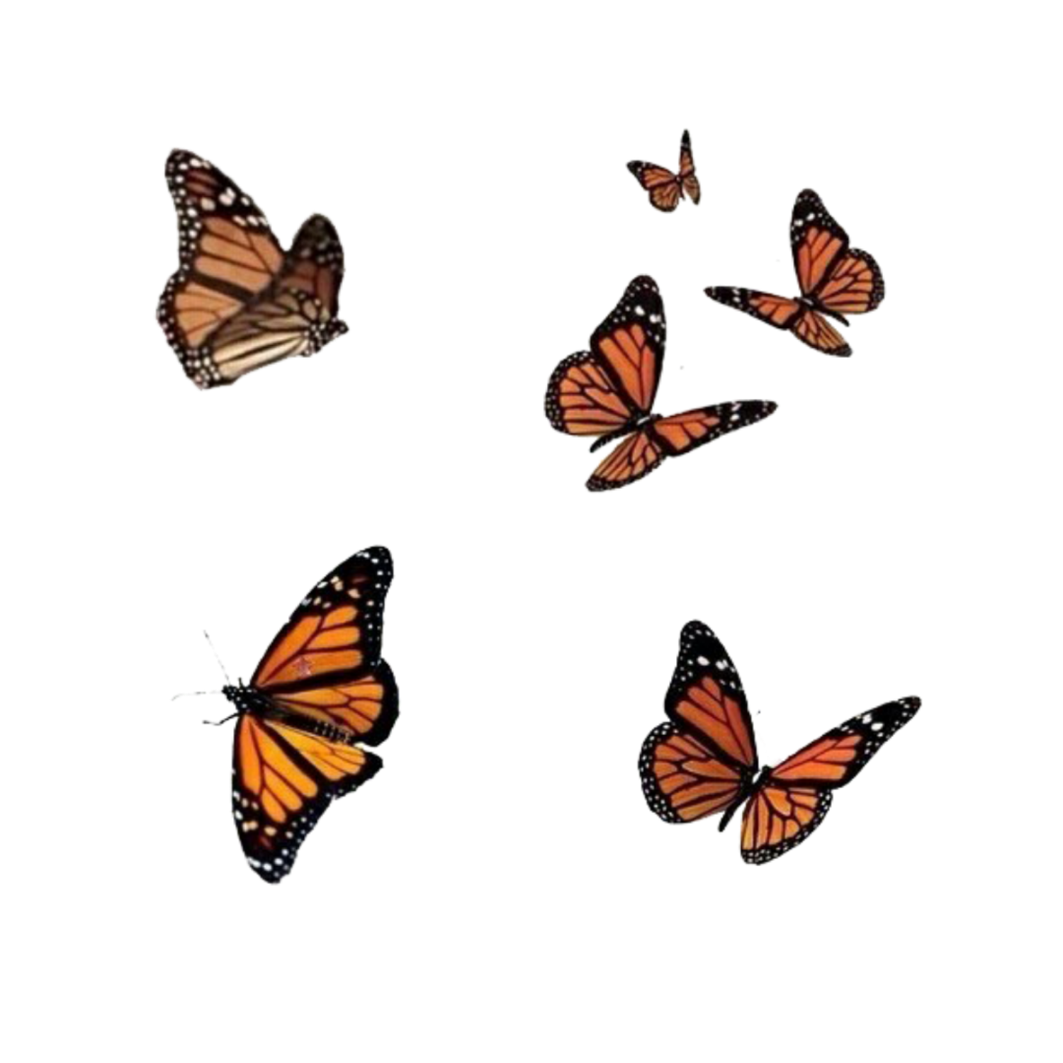 Бабочки улетают на прозрачном фоне