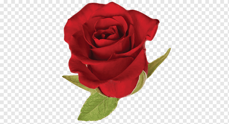 Эмодзи роза на прозрачном фоне