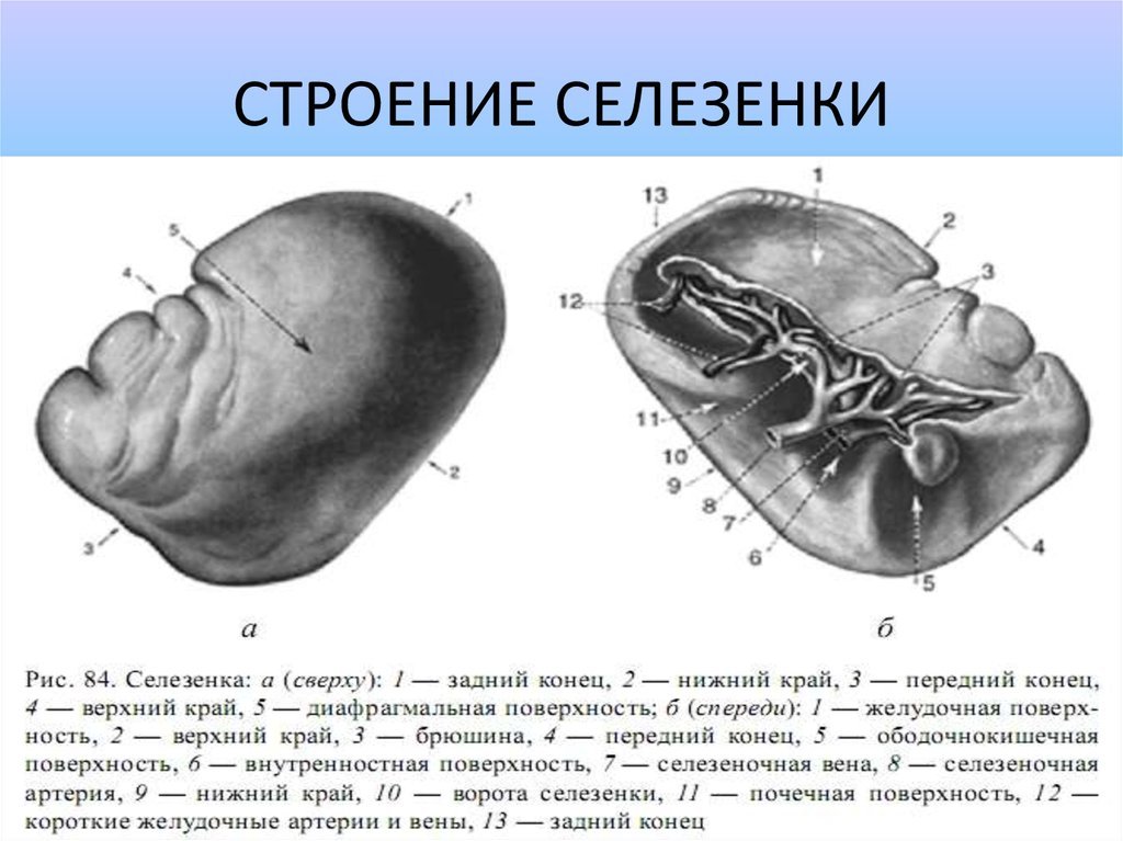 Селезенка рисунок (46 фото) скачать бесплатно