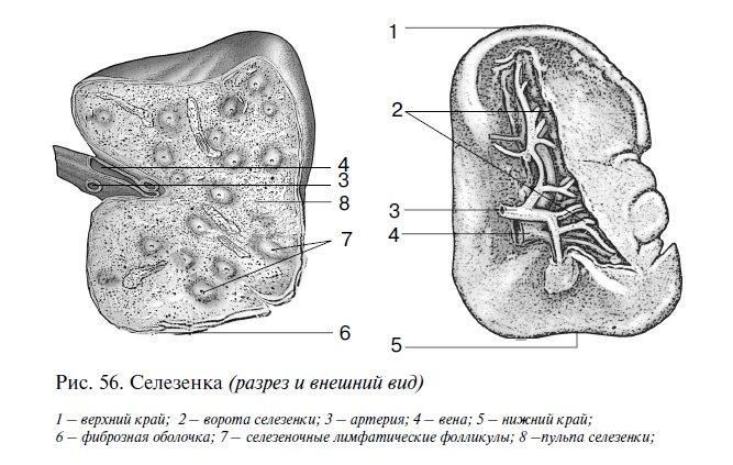 Селезенка рисунок (46 фото) скачать бесплатно