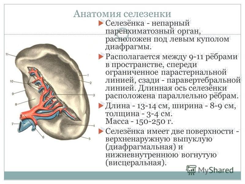 Селезенка рисунок (46 фото) скачать бесплатно