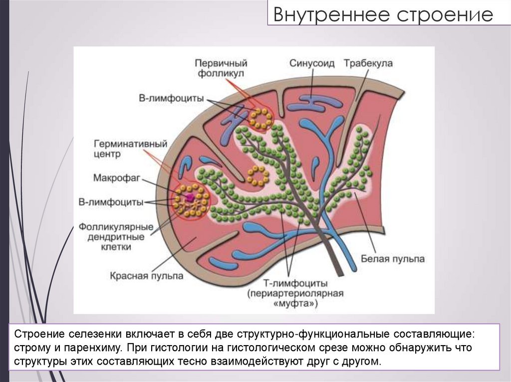 Селезенка рисунок (46 фото) скачать бесплатно