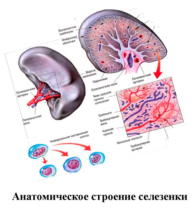 Селезенка рисунок (46 фото) скачать бесплатно