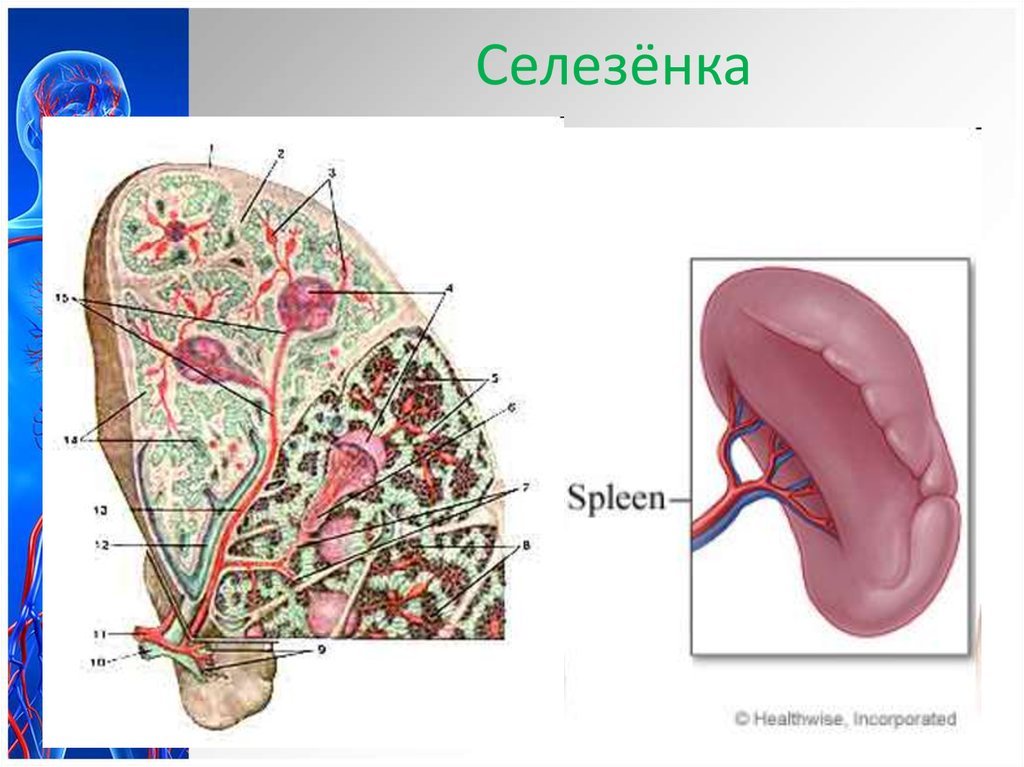 Селезенка рисунок (46 фото) скачать бесплатно