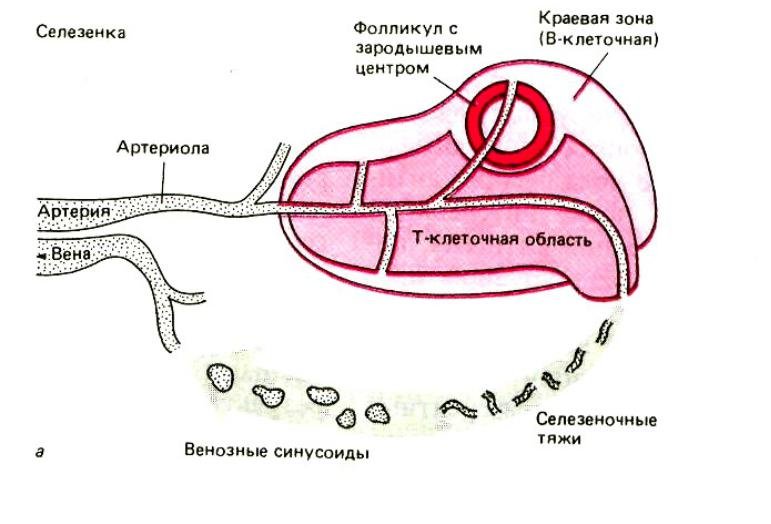 Селезенка рисунок (46 фото) скачать бесплатно