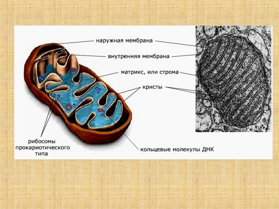 Рисунок митохондрии клетки (47 фото) скачать бесплатно