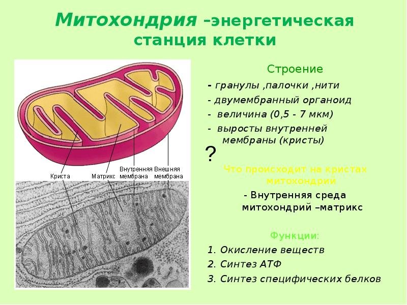 Рисунок митохондрии клетки (47 фото) скачать бесплатно