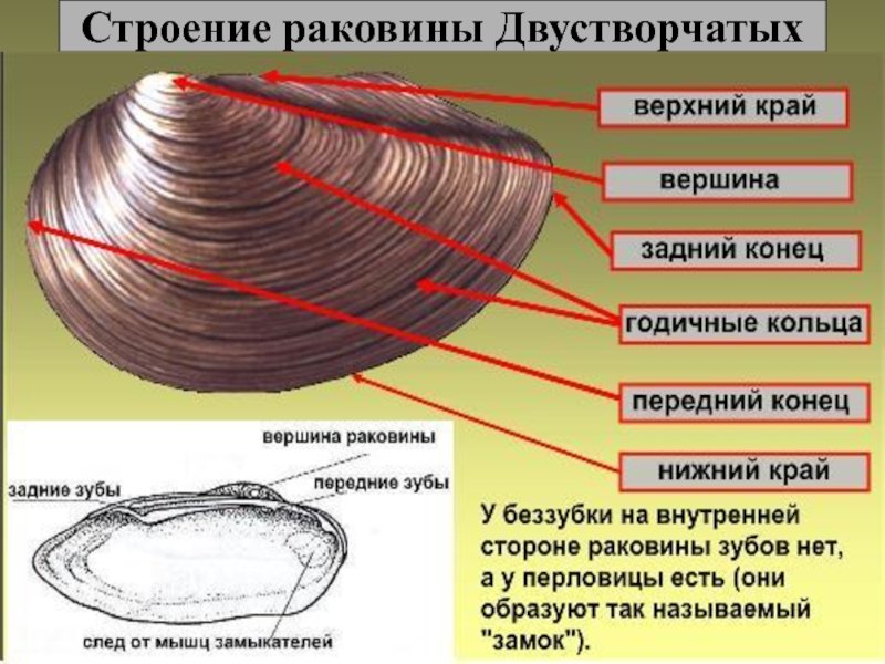 Рисунок беззубка (44 фото) скачать бесплатно