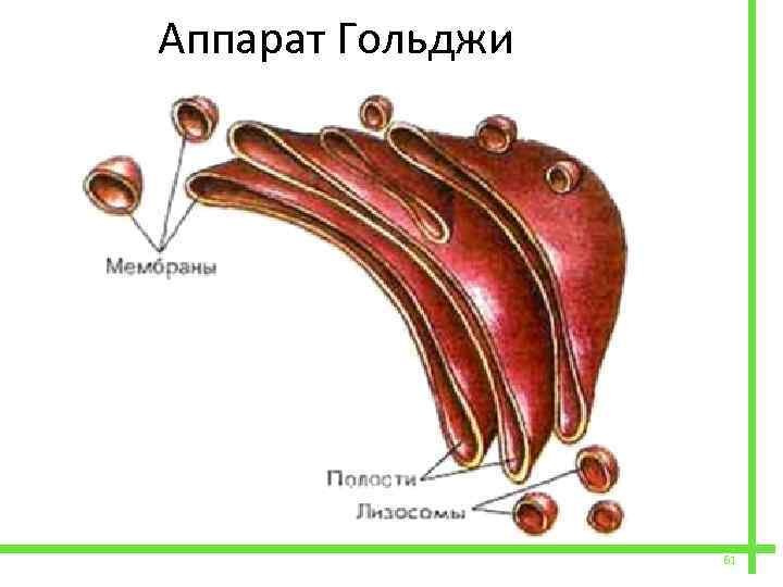 Комплекс гольджи рисунок (50 фото) скачать бесплатно