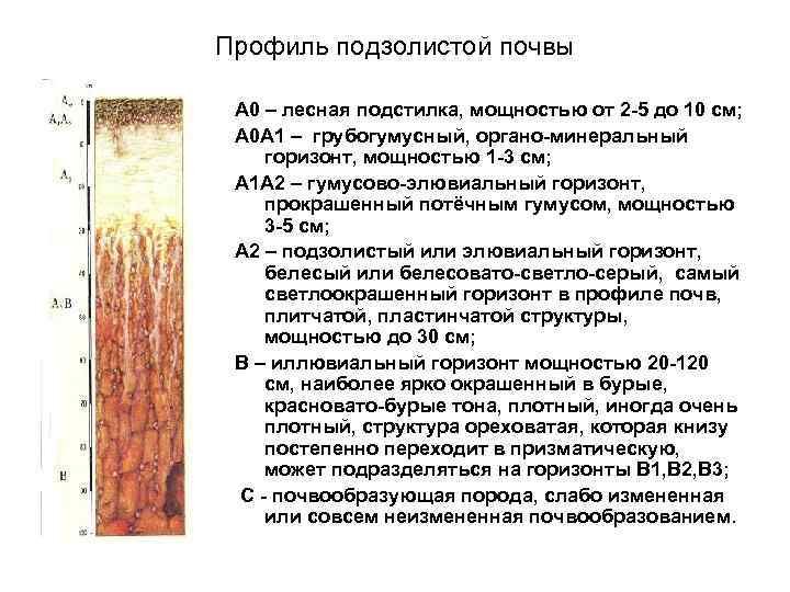Подзолистая почва рисунок (48 фото) скачать