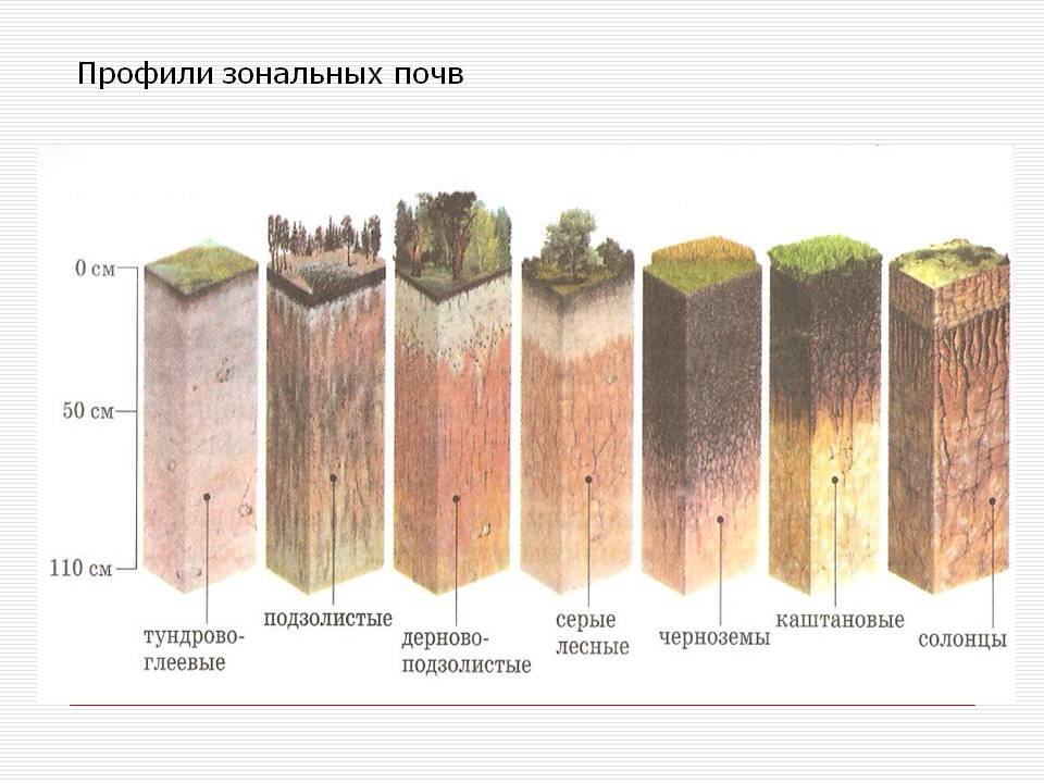 Подзолистая почва рисунок (48 фото) скачать бесплатно