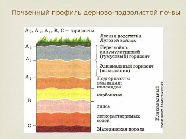 Подзолистая почва рисунок (48 фото) скачать бесплатно
