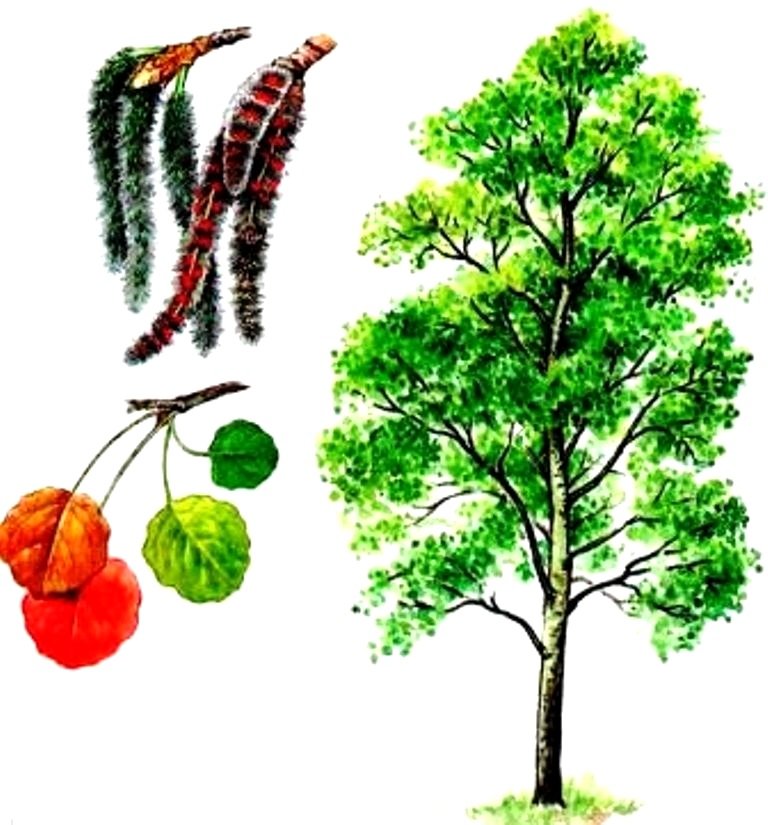 Осина рисунок (49 фото) скачать бесплатно