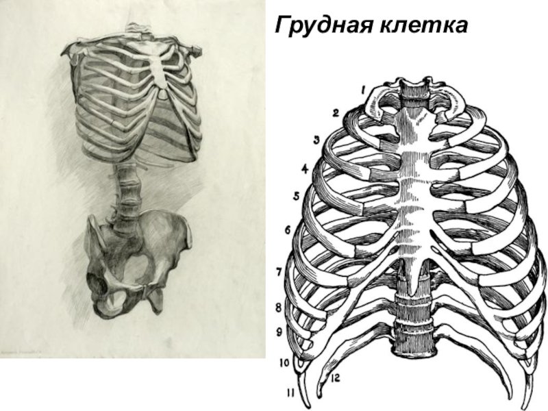 Грудная клетка рисунок (48 фото) скачать бесплатно