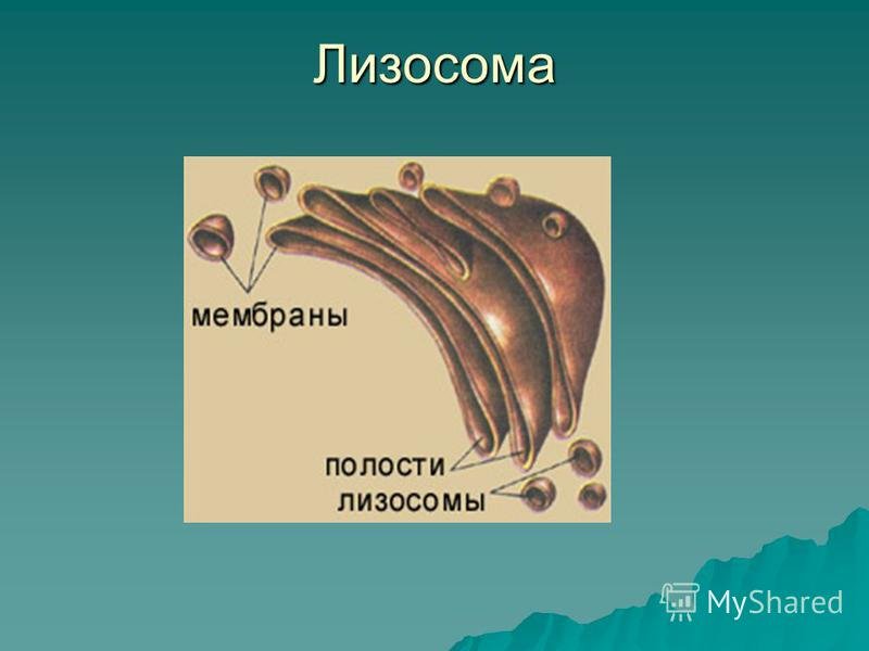 Лизосомы рисунок схематично (49 фото) скачать бесплатно