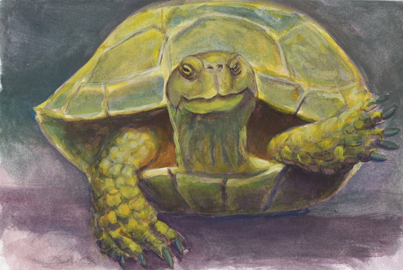 Черепаха рисунок гуашью