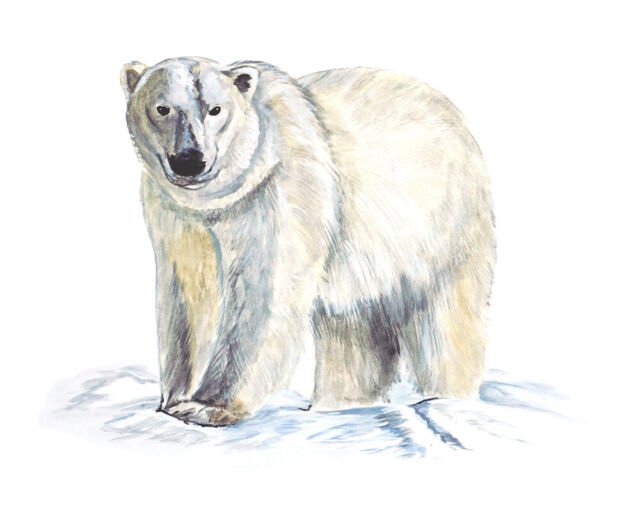 Медвежонок гуашью