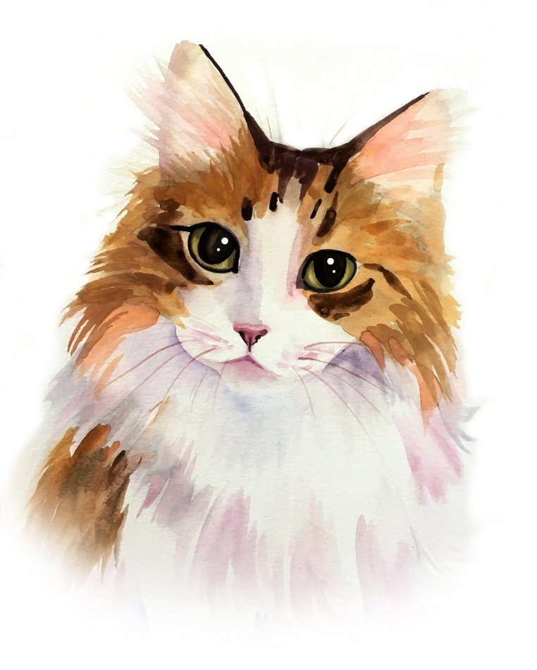 Рисунок кота акварелью