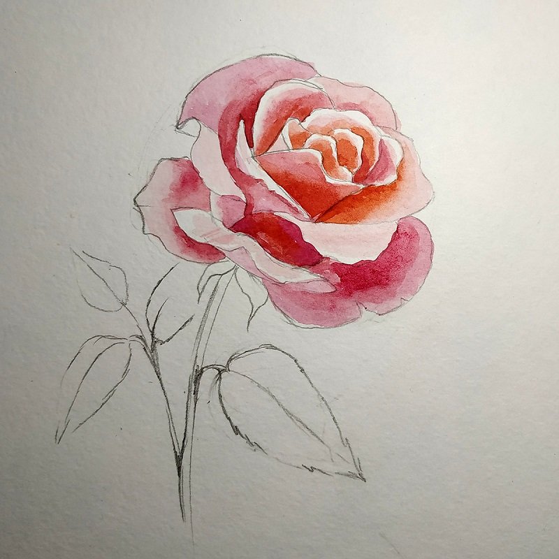Роза акварелью пошагово
