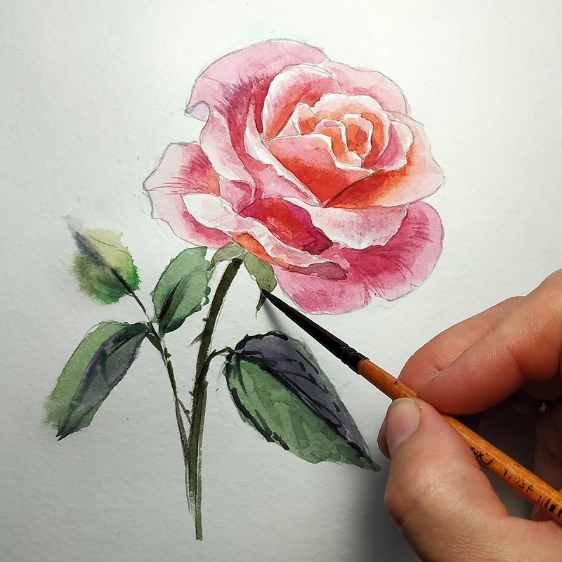 Нарисовать розу красками