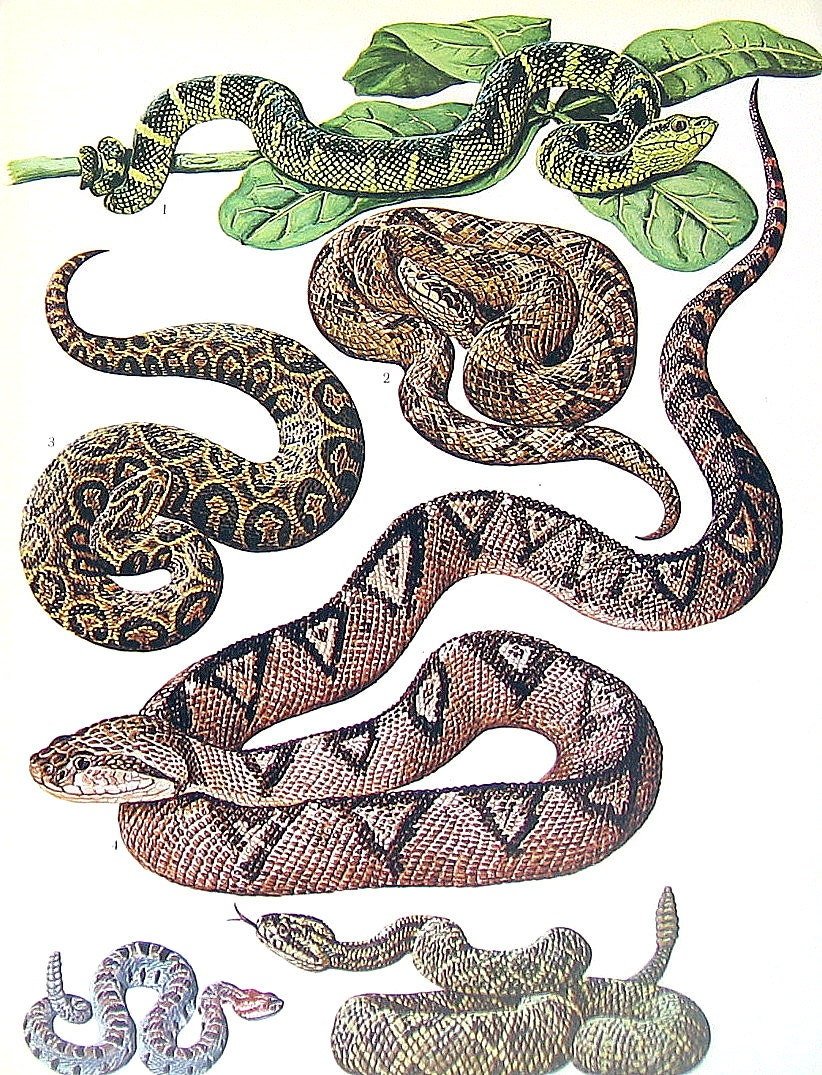 Орнамент змеи