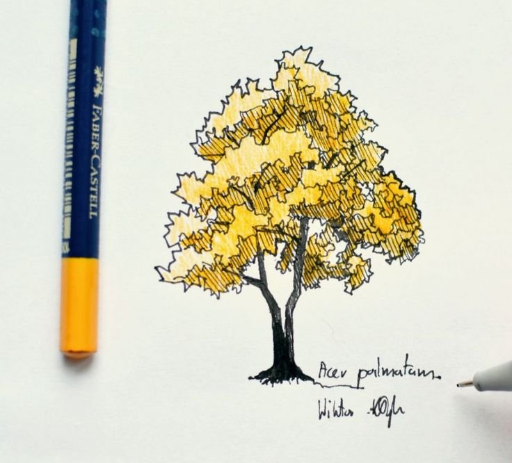 Зарисовки деревьев маркером