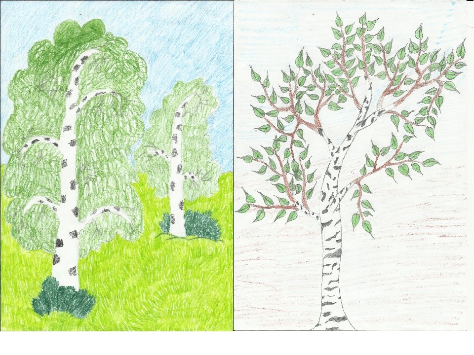 Рисунки маркерами для начинающих деревья березы