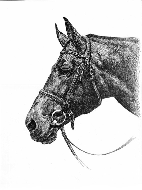 Лошадь рисунок черной ручкой