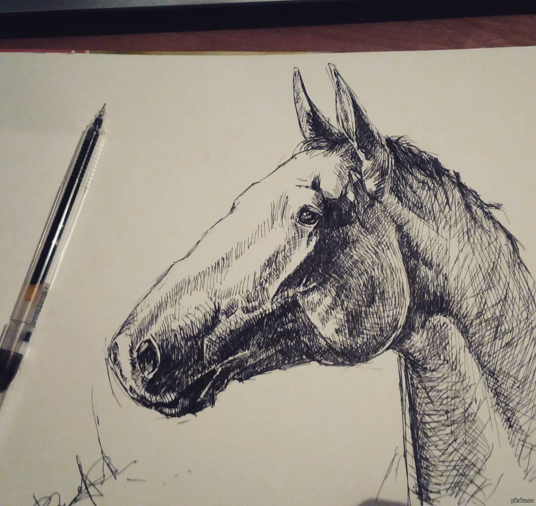 Лошадь черной ручкой