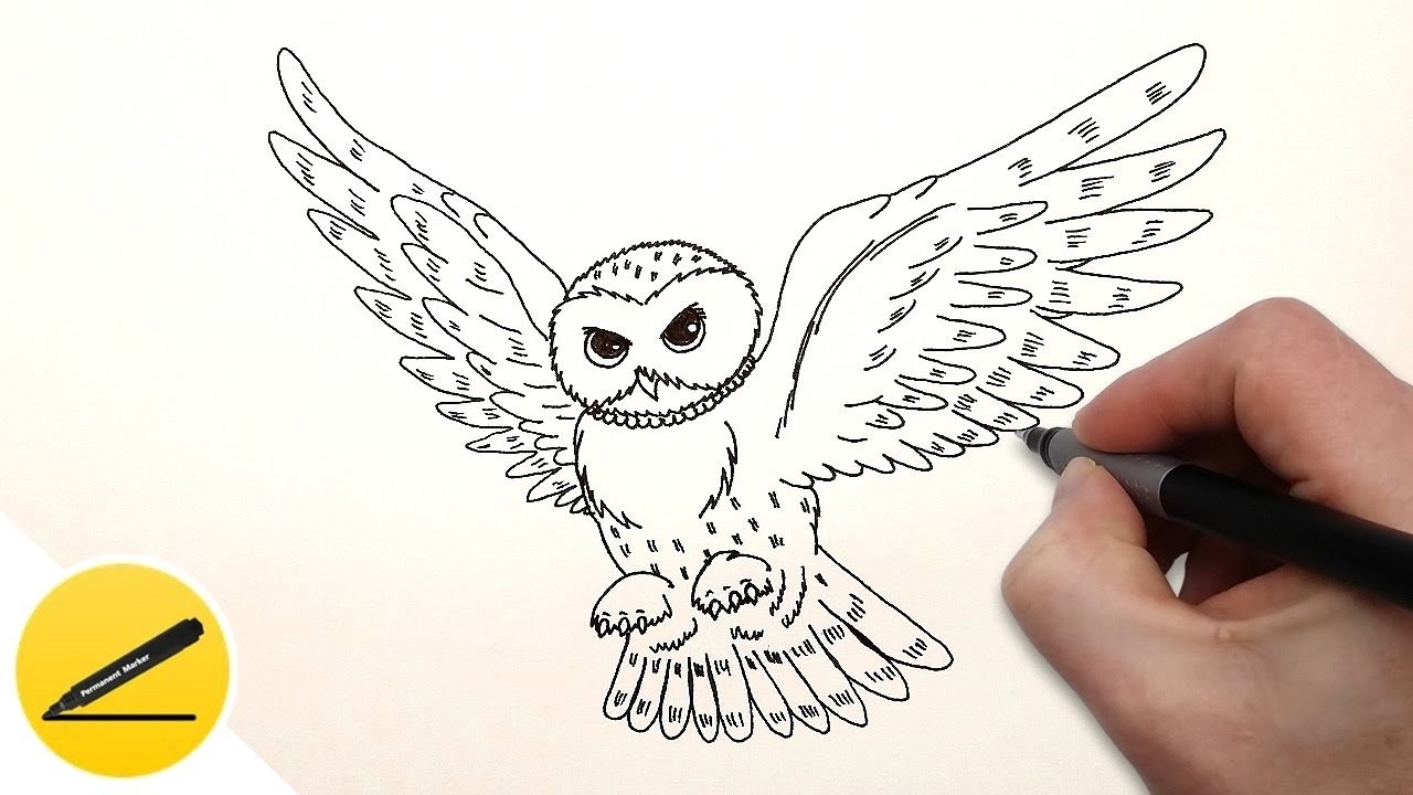 Рисунок Совы карандашом для срисовки