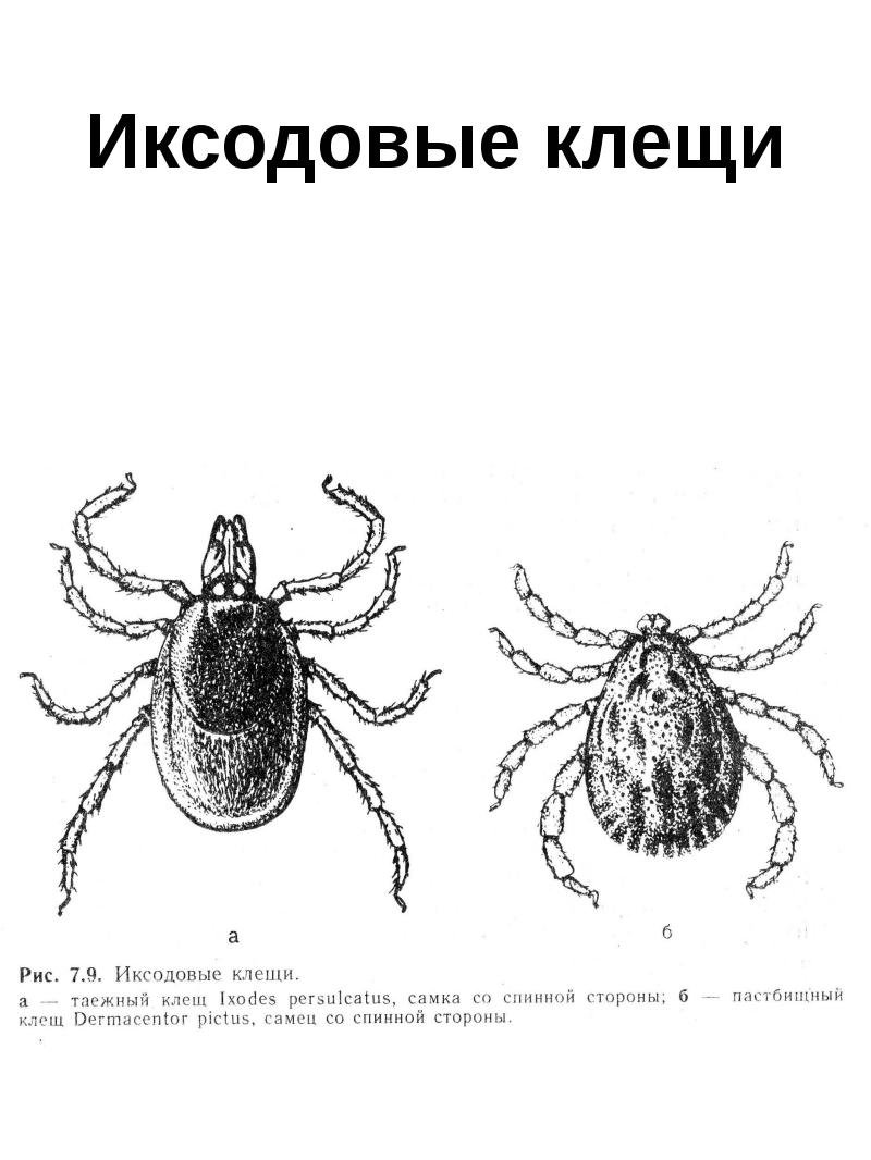 Клещ рисунок карандашом (44 фото) скачать бесплатно