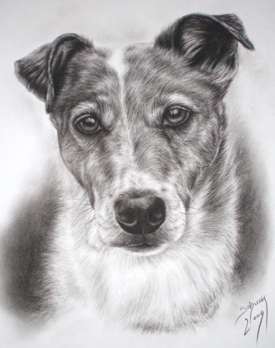 Портрет собаки Джек Рассел карандашом