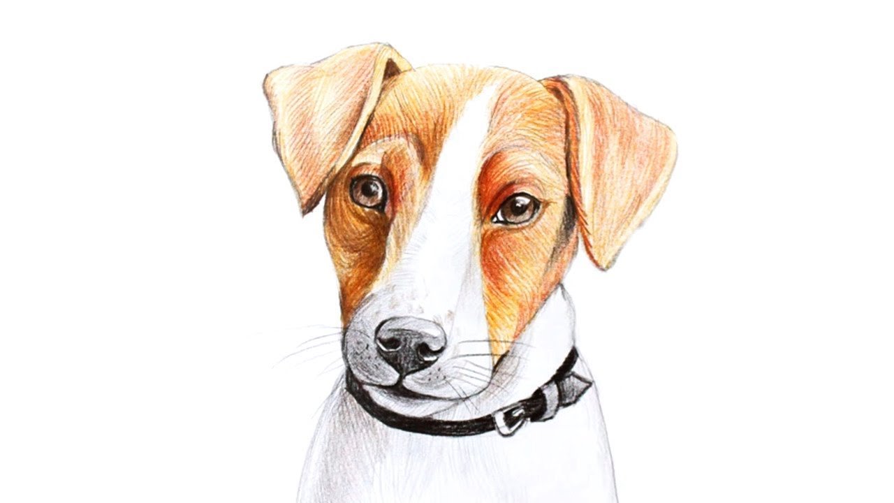 Рисунок собаки Джек Рассел терьер