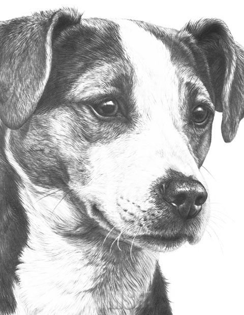 Собака карандашом Джек Рассел