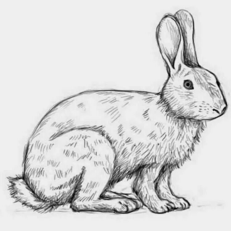 Рисунок зайца карандашом для срисовки