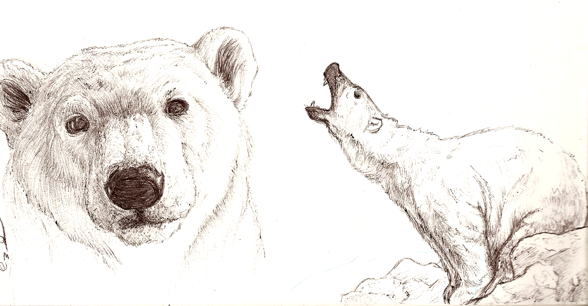 Медведь Наброски карандашом
