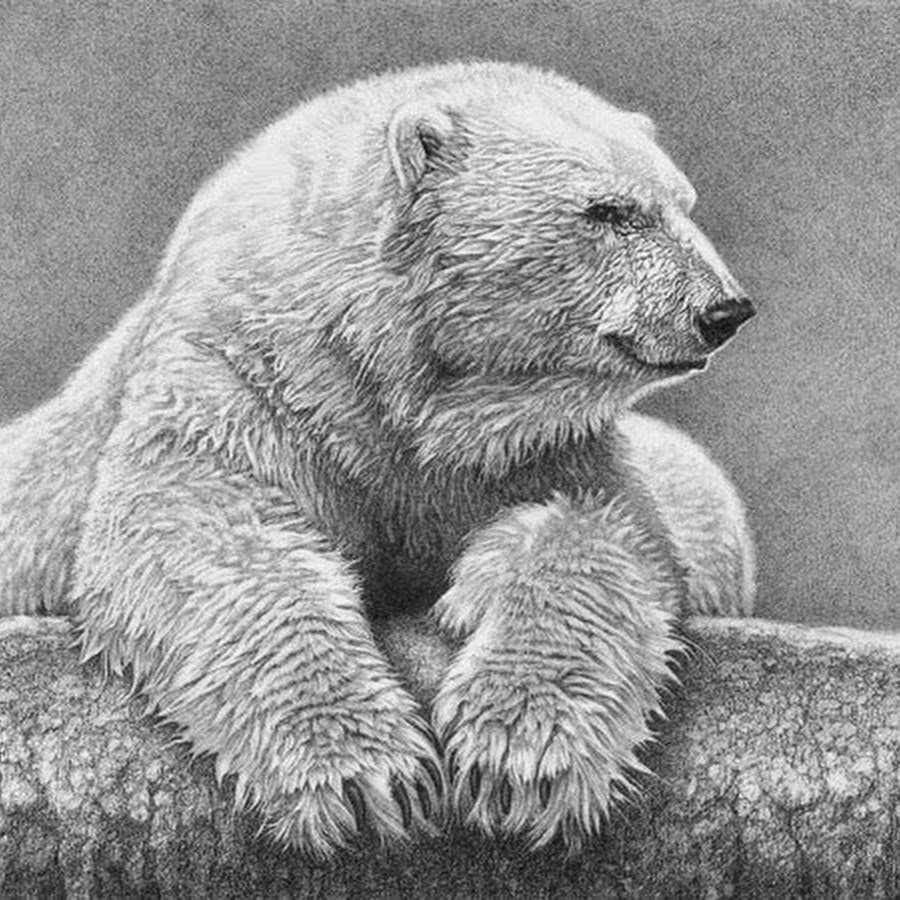 Медвежонок рисунок реалистичный