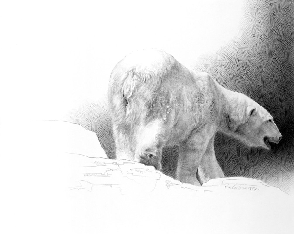 Полярный медведь эскиз