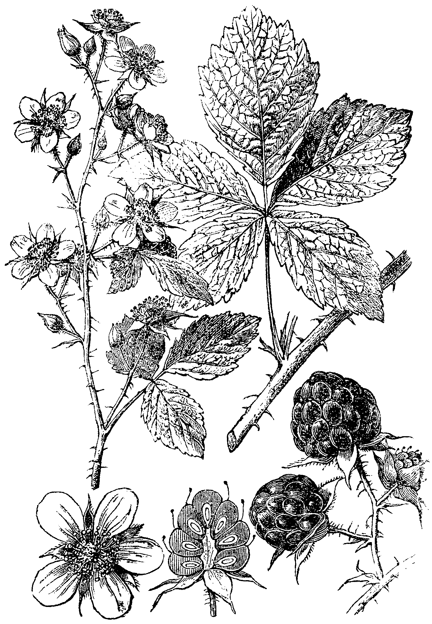Клевер Луговой листья
