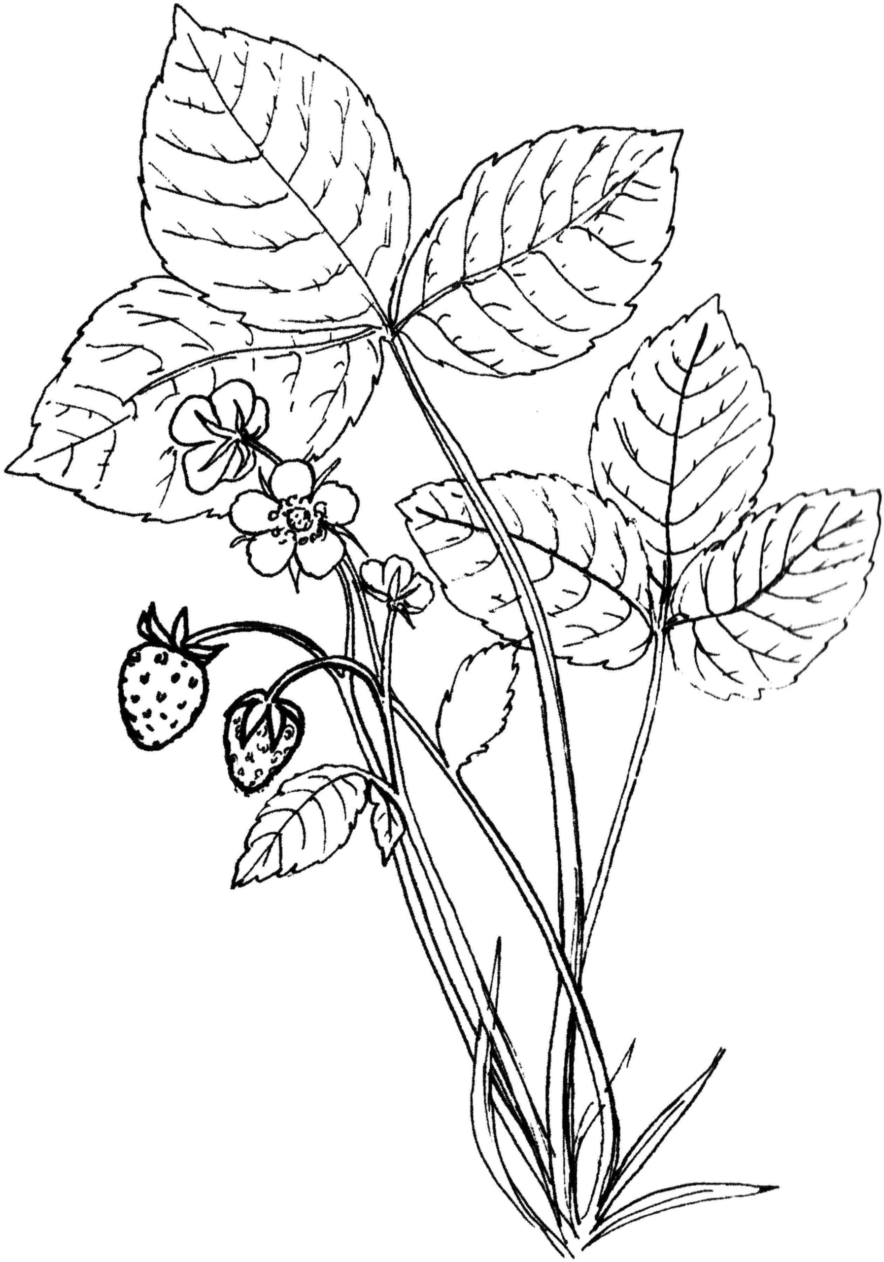 Графические зарисовки с натуры цветов трав насекомых