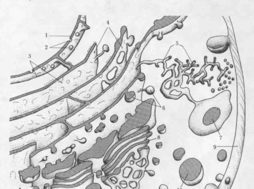 Эпс рисунок карандашом (46 фото) скачать бесплатно