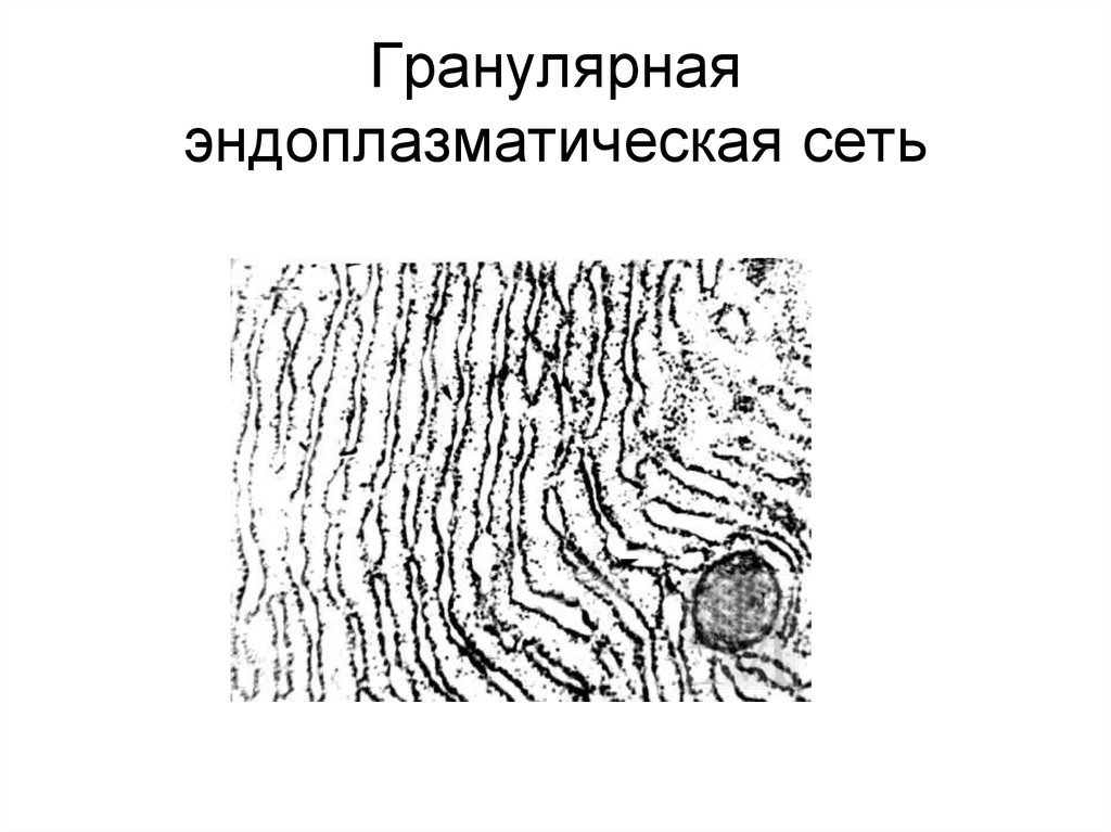 Эпс рисунок карандашом (46 фото) скачать бесплатно