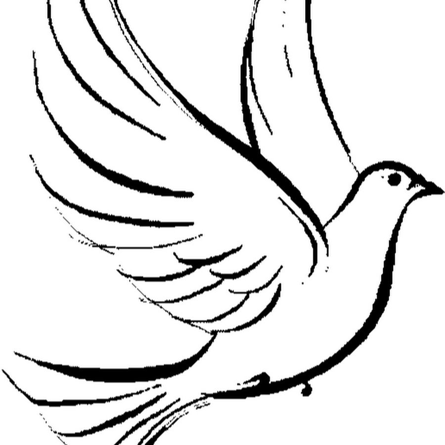 Голубь белый рисунок карандашом (40 фото) скачать бесплатно