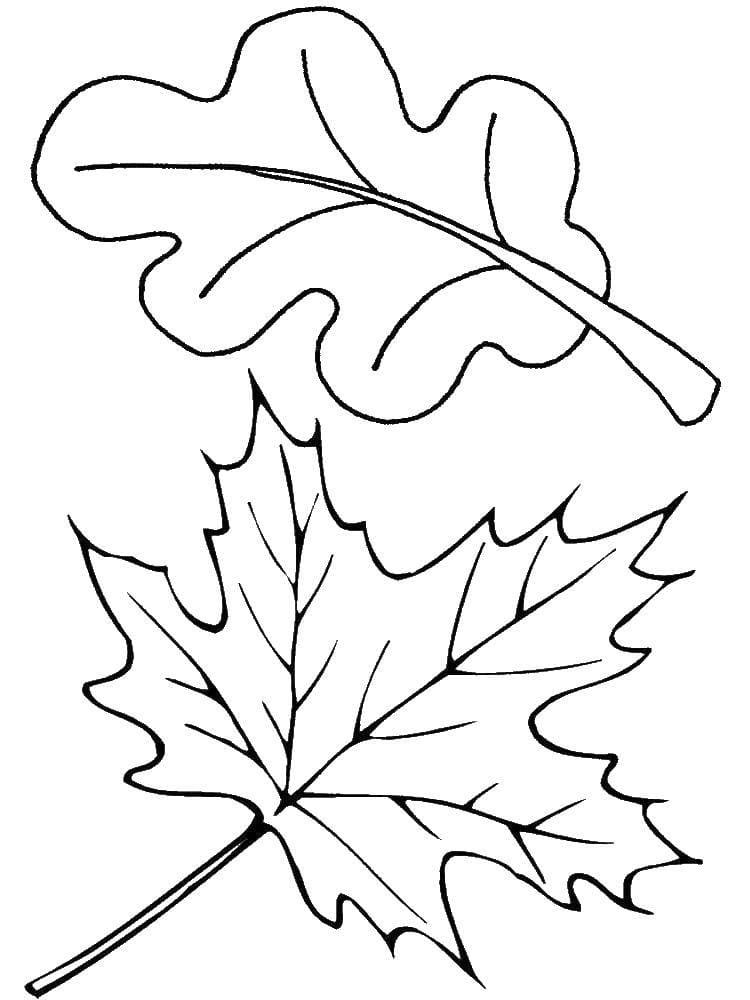 Контур листьев липы