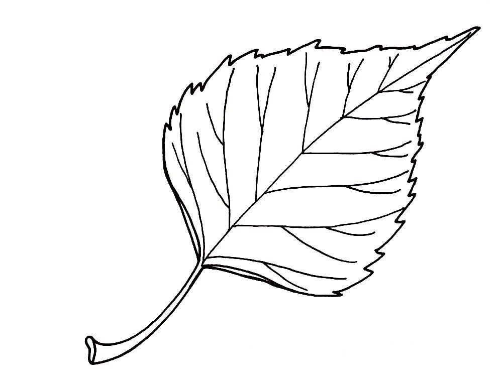 Кленовый лист раскраска